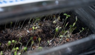 Lettuce sprouts at three days old