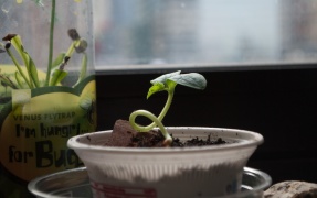 Young cucumber plant, showing its first true leaf.